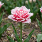 Tulipa 'Queensland' (Tulip) - Harding & Bloom