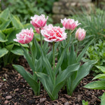 Tulipa 'Queensland' (Tulip) - Harding & Bloom
