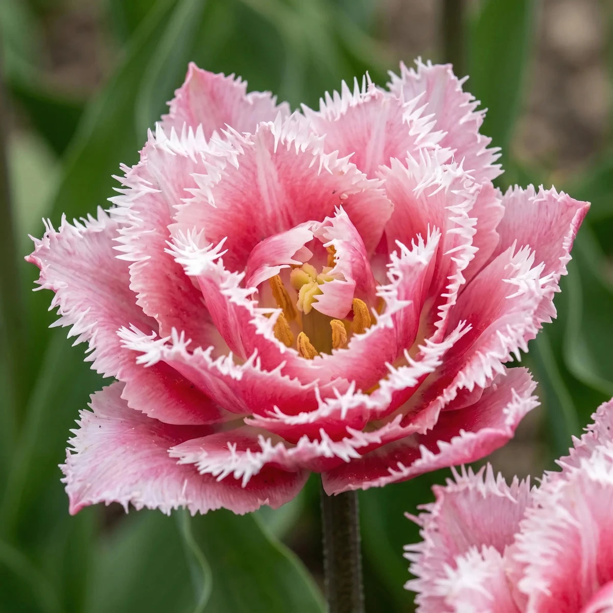 Tulipa 'Queensland' (Tulip) - Harding & Bloom