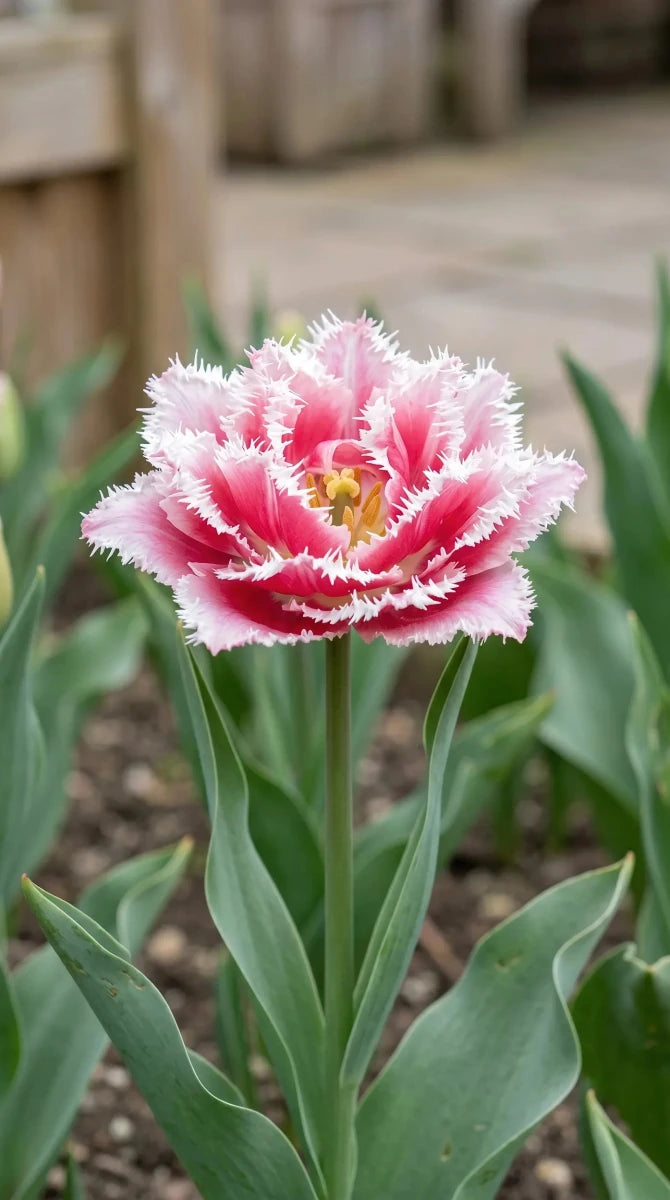 Tulipa 'Queensland' (Tulip) - Harding & Bloom
