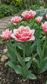 Tulipa 'Queensland' (Tulip) - Harding & Bloom