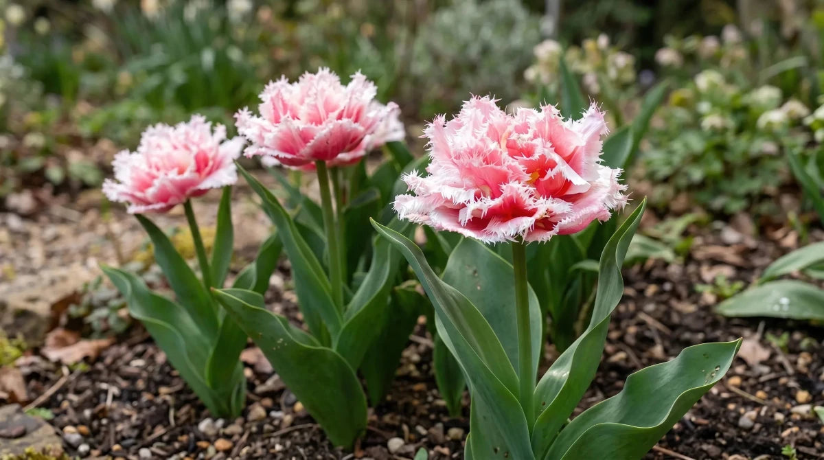 Tulipa 'Queensland' (Tulip) - Harding & Bloom