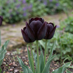 Tulipa 'Queen of Night' (Tulip) - Harding & Bloom