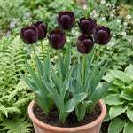 Tulipa 'Queen of Night' (Tulip) - Harding & Bloom