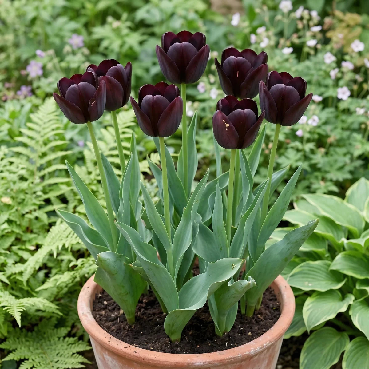Tulipa 'Queen of Night' (Tulip) - Harding & Bloom