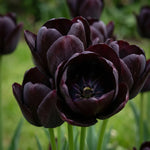 Tulipa 'Queen of Night' (Tulip) - Harding & Bloom