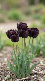 Tulipa 'Queen of Night' (Tulip) - Harding & Bloom