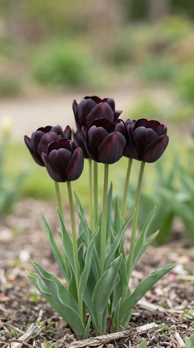 Tulipa 'Queen of Night' (Tulip) - Harding & Bloom