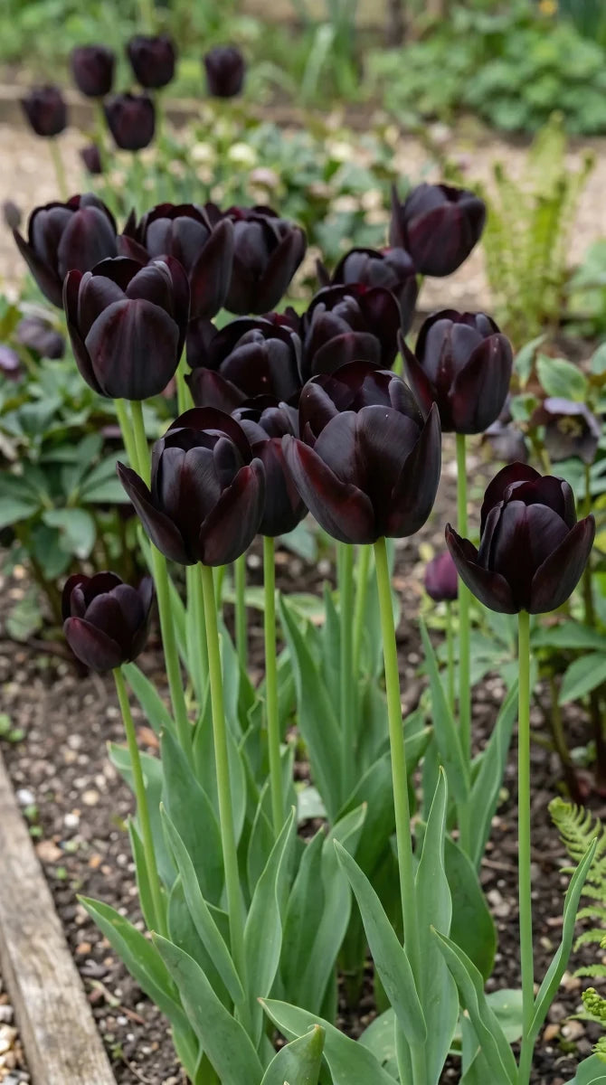 Tulipa 'Queen of Night' (Tulip) - Harding & Bloom