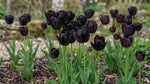 Tulipa 'Queen of Night' (Tulip) - Harding & Bloom