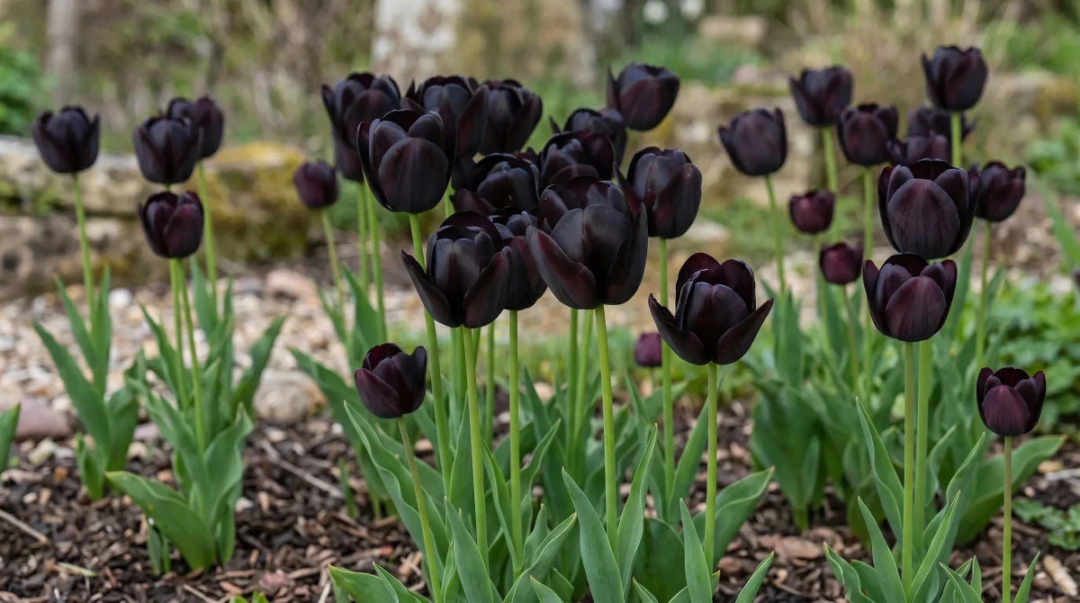Tulipa 'Queen of Night' (Tulip) - Harding & Bloom