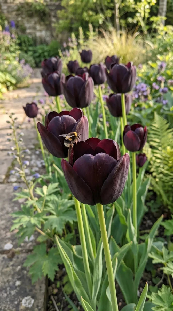 Tulipa 'Queen of Night' (Tulip) - Harding & Bloom