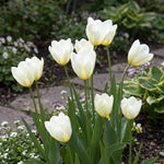 Tulipa 'Purissima' (Tulip) - Harding & Bloom