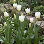 Tulipa 'Purissima' (Tulip) - Harding & Bloom