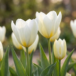 Tulipa 'Purissima' (Tulip) - Harding & Bloom