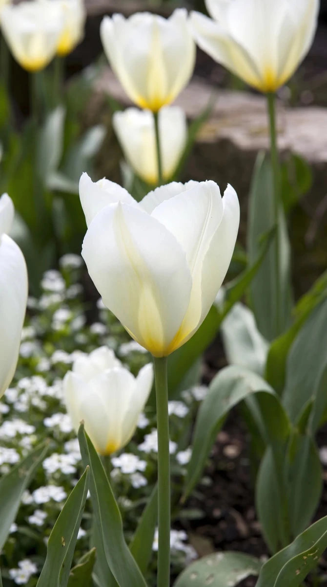 Tulipa 'Purissima' (Tulip) - Harding & Bloom