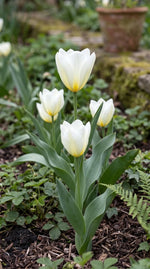 Tulipa 'Purissima' (Tulip) - Harding & Bloom