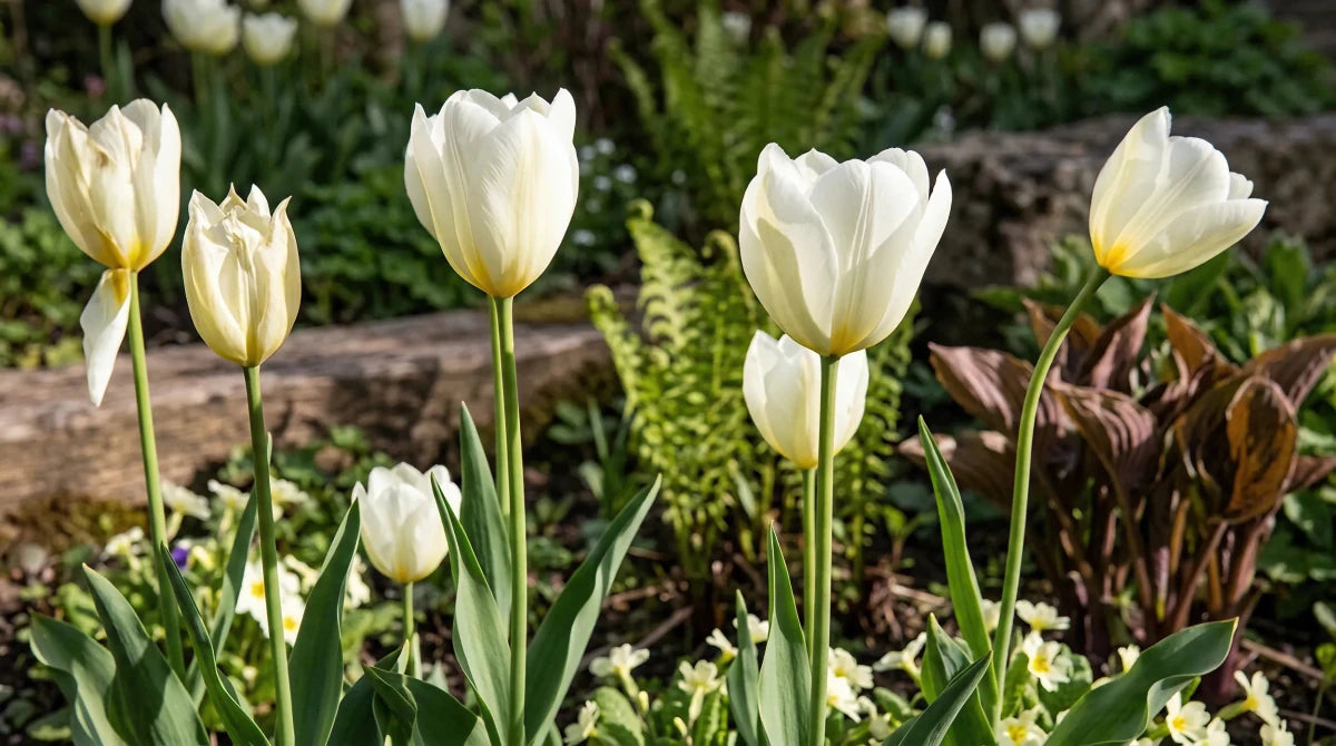 Tulipa 'Purissima' (Tulip) - Harding & Bloom