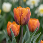 Tulipa 'Prinses Irene' (Tulip) - Harding & Bloom