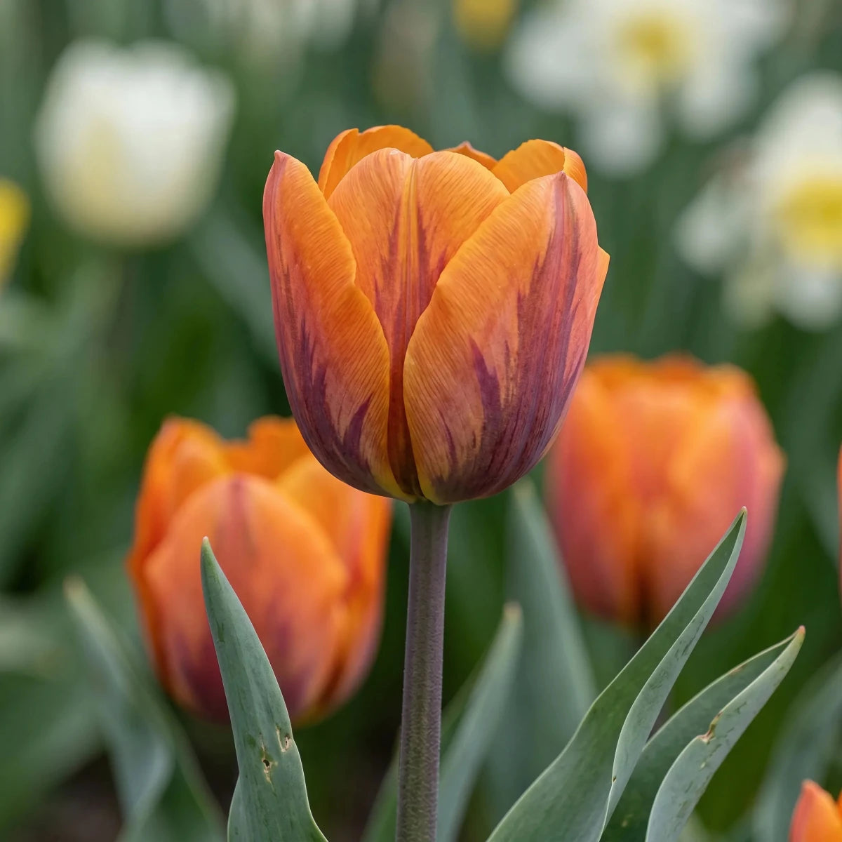 Tulipa 'Prinses Irene' (Tulip) - Harding & Bloom