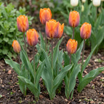 Tulipa 'Prinses Irene' (Tulip) - Harding & Bloom