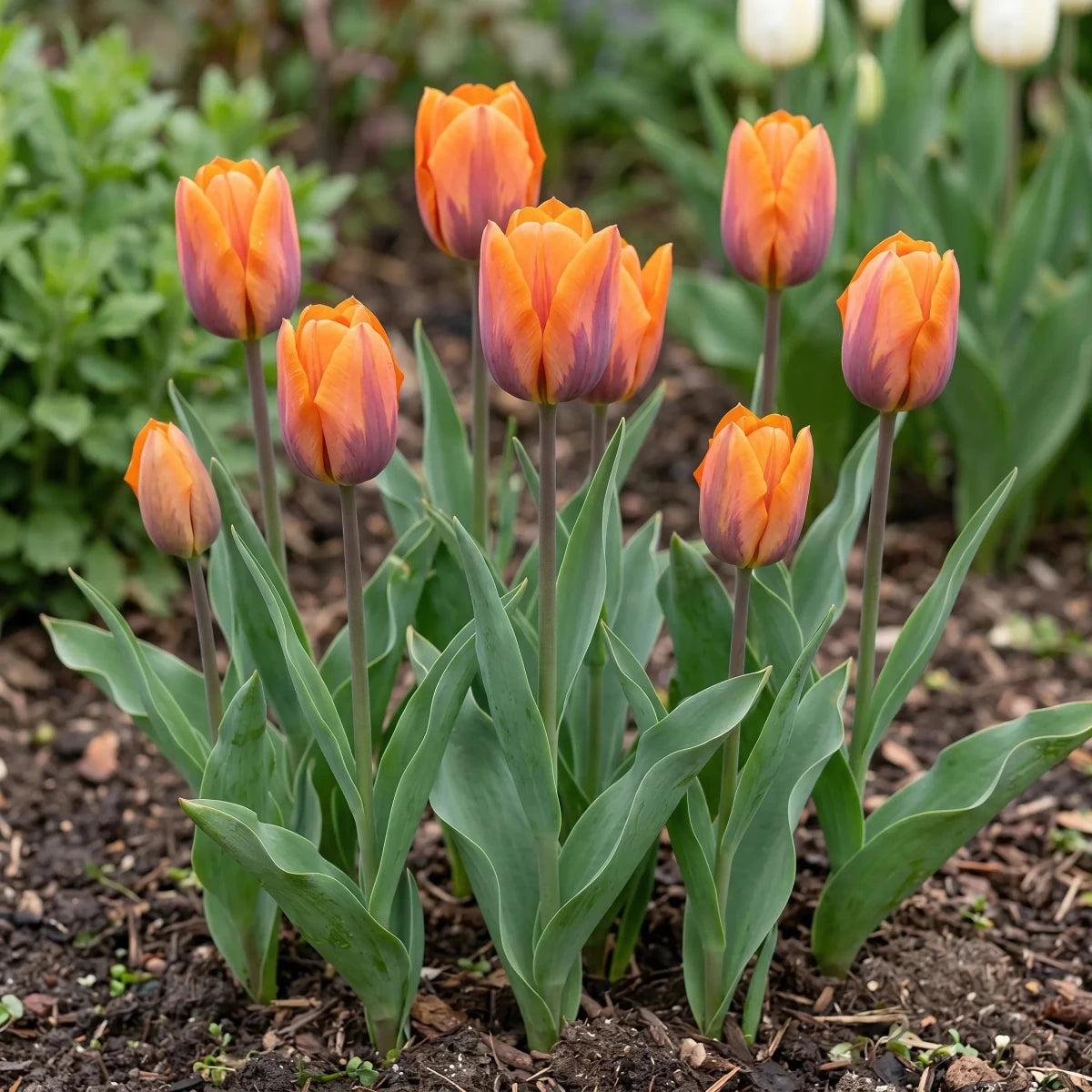 Tulipa 'Prinses Irene' (Tulip) - Harding & Bloom
