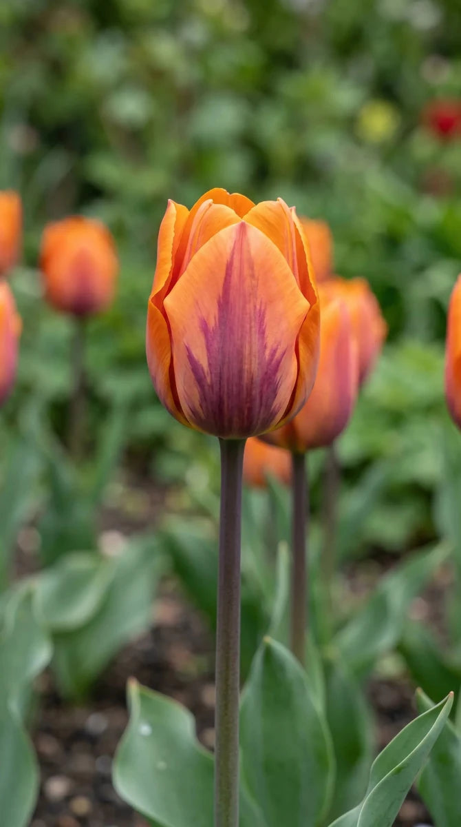 Tulipa 'Prinses Irene' (Tulip) - Harding & Bloom