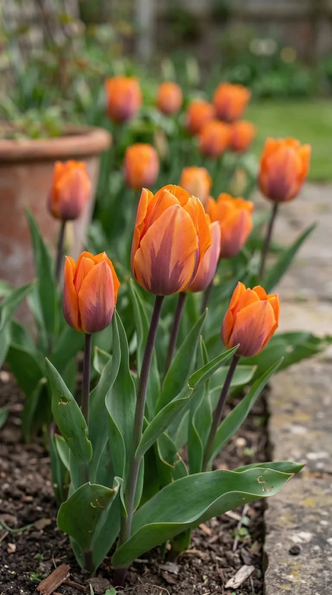Tulipa 'Prinses Irene' (Tulip) - Harding & Bloom