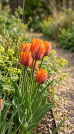 Tulipa 'Prinses Irene' (Tulip) - Harding & Bloom