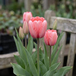 Tulipa 'Pink Impression' (Tulip) - Harding & Bloom