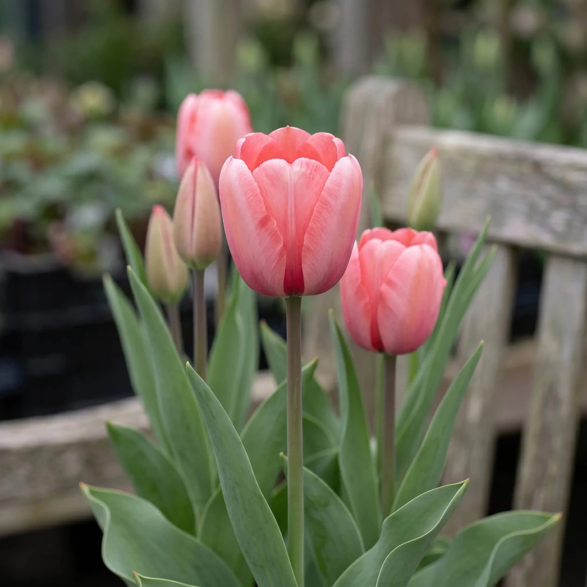 Tulipa 'Pink Impression' (Tulip) - Harding & Bloom