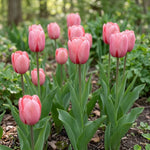 Tulipa 'Pink Impression' (Tulip) - Harding & Bloom