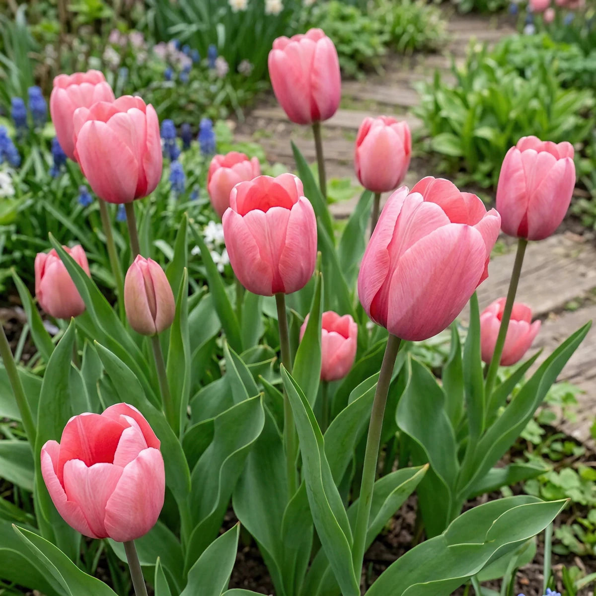Tulipa 'Pink Impression' (Tulip) - Harding & Bloom