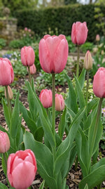 Tulipa 'Pink Impression' (Tulip) - Harding & Bloom