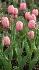 Tulipa 'Pink Impression' (Tulip) - Harding & Bloom