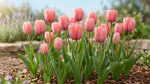 Tulipa 'Pink Impression' (Tulip) - Harding & Bloom