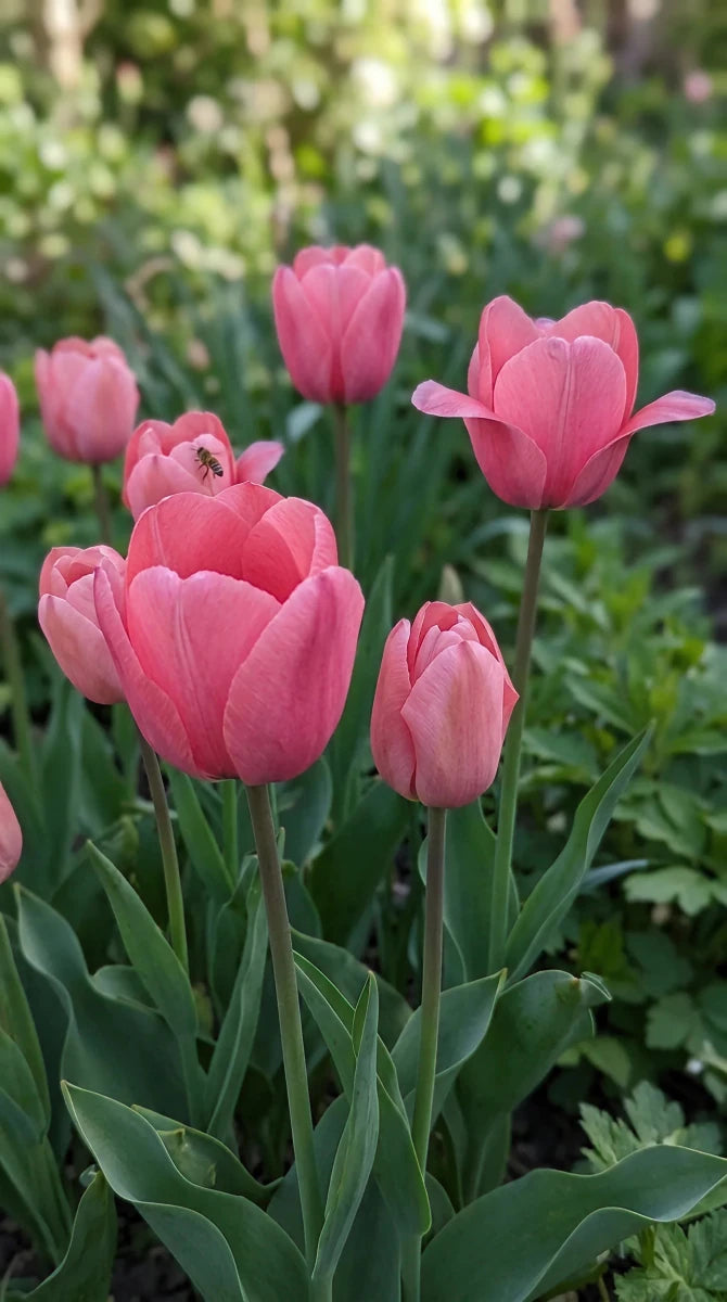 Tulipa 'Pink Impression' (Tulip) - Harding & Bloom