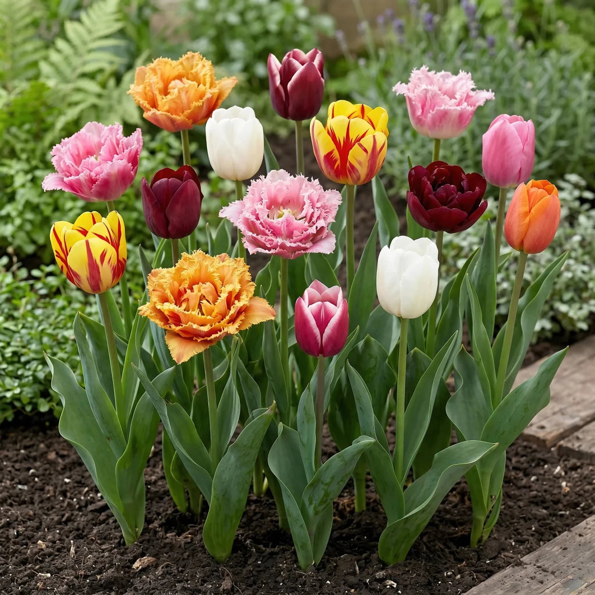Tulipa 'Picking Garden Mix Deluxe' - Harding & Bloom
