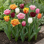 Tulipa 'Picking Garden Mix' - Harding & Bloom