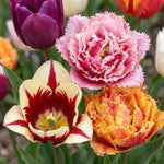 Tulipa 'Picking Garden Mix Deluxe' - Harding & Bloom