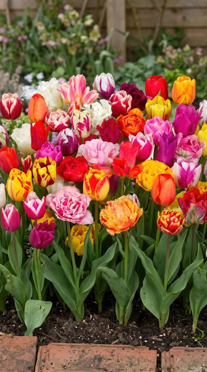 Tulipa 'Picking Garden Mix' - Harding & Bloom