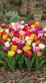 Tulipa 'Picking Garden Mix Deluxe' - Harding & Bloom