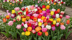 Tulipa 'Picking Garden Mix' - Harding & Bloom