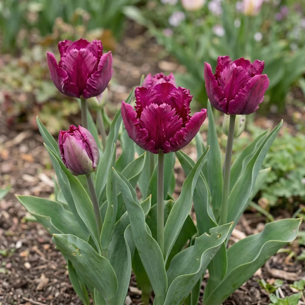 Tulipa 'Parrot Prince' (Tulip) - Harding & Bloom