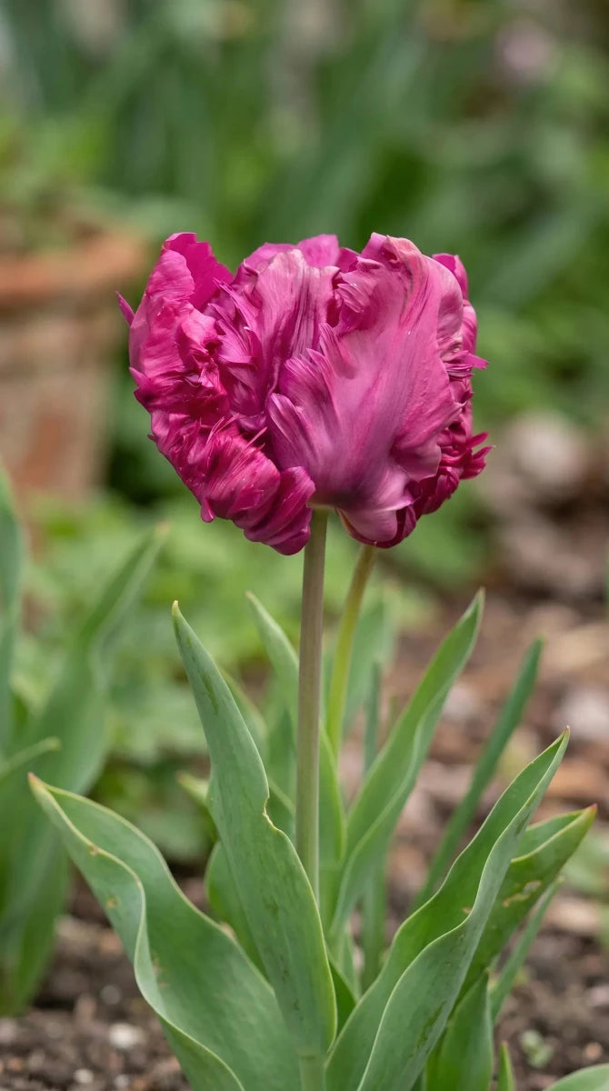 Tulipa 'Parrot Prince' (Tulip) - Harding & Bloom