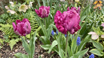 Tulipa 'Parrot Prince' (Tulip) - Harding & Bloom