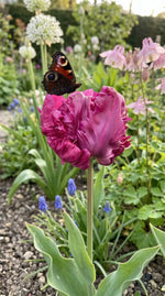 Tulipa 'Parrot Prince' (Tulip) - Harding & Bloom