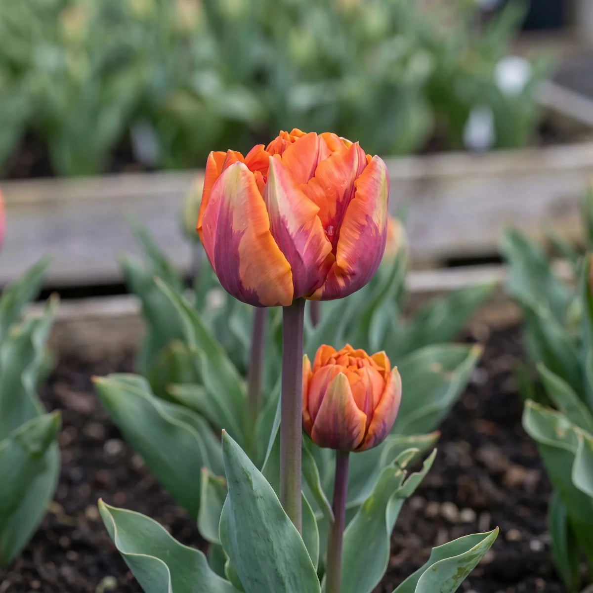 Tulipa 'Orange Princess' (Tulip) - Harding & Bloom
