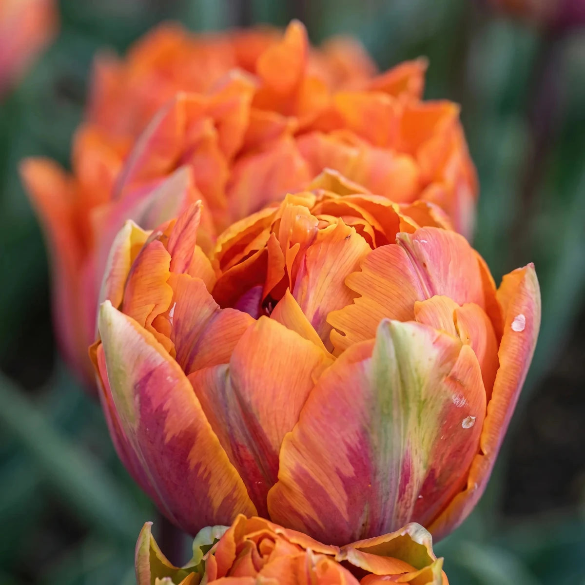 Tulipa 'Orange Princess' (Tulip) - Harding & Bloom