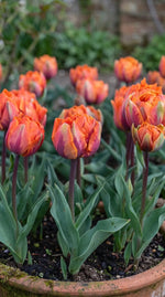 Tulipa 'Orange Princess' (Tulip) - Harding & Bloom